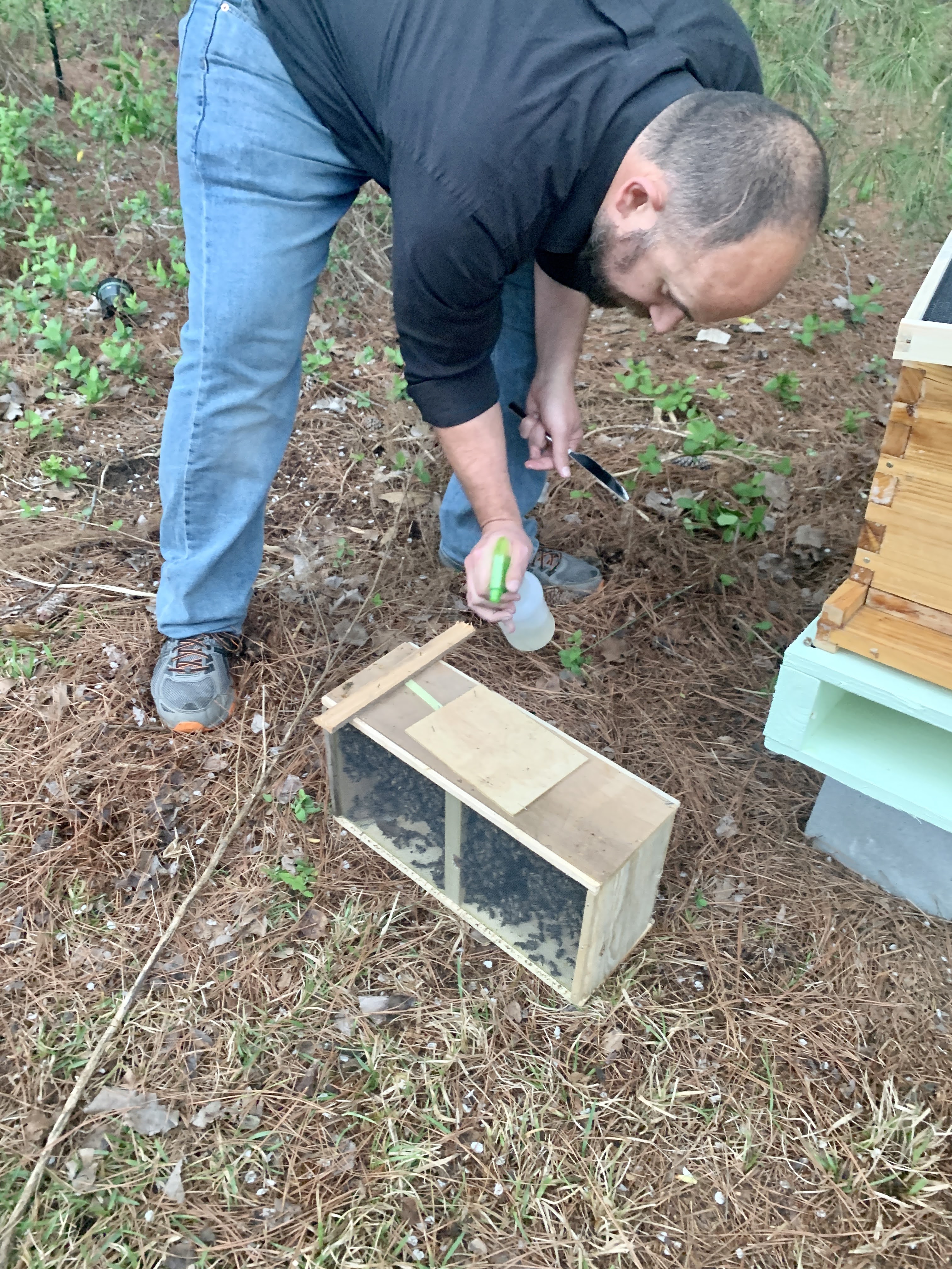 Honey Bees